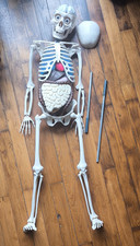 squelette anatomique vintage