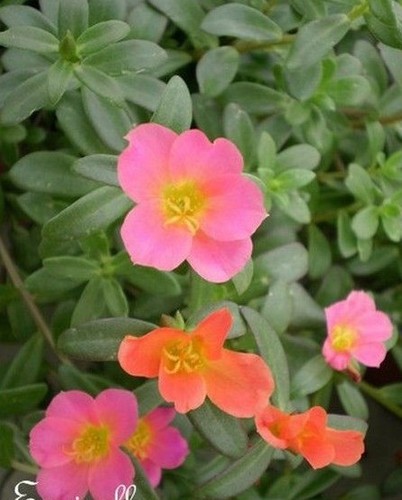 Pourpier fleurs simples - pourpier,