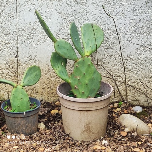 Raquette 15cm cactus - 15cm, de