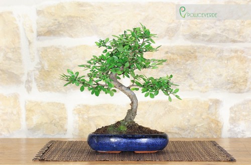 Pot bonsaï orme - pot,