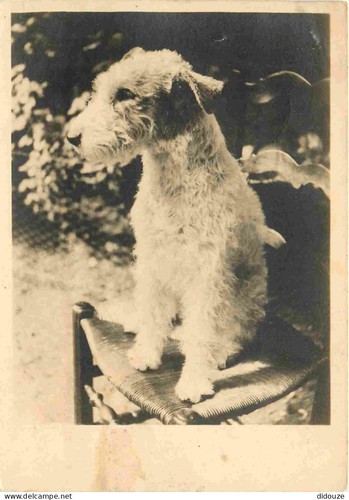 Carte postale animaux - carte,