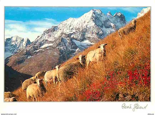 Carte postale animaux - carte,