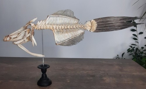 Curiosité taxidermie - ,,