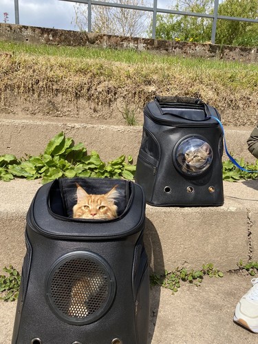 Sac dos pour chat petit - chat, ou