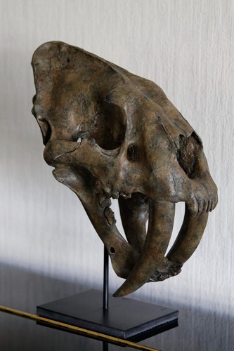 Very realistic skull a - very,