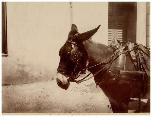 France étude animaux - d'animaux,, Âne
