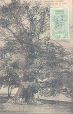 French colonies GUINEA Conakry giant Kapok tree 1910s PC