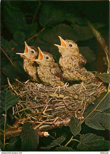Carte postale animaux - carte,