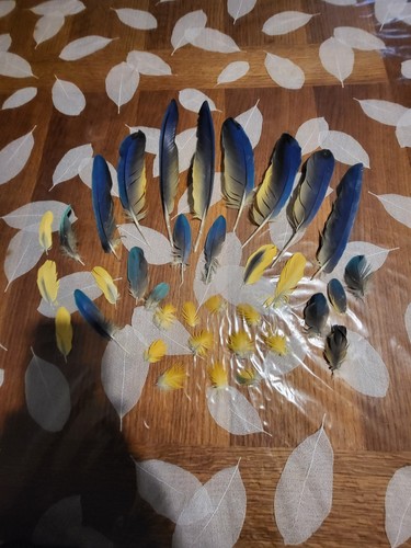Plumes perroquet ara - de,