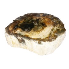 Fossilized Wood - MCBF03