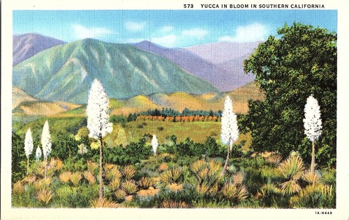 Yucca fleurs - fleurs,