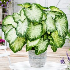 Caladium Tubercule coloré