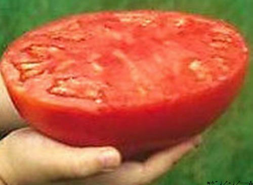 Super steak tomate géante - super,