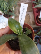 Plante Succulente Agave