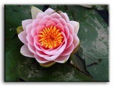 Premium Toile Art Rose Lotus Fleur Nombreuses Tailles