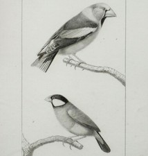 GROS BEC, PADDA Gravure