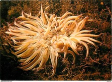 Animaux - Poissons - Féérie