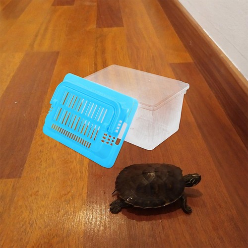 Terrarium tortue boite - terrarium,