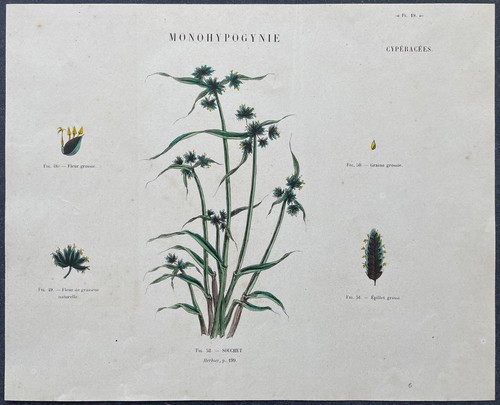 Herbier souchet brun gravure - souchet,