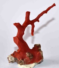  MEDITERRANEAN RED CORAL - 1 BRANCH - 103mm - 33gr - BASE 17gr