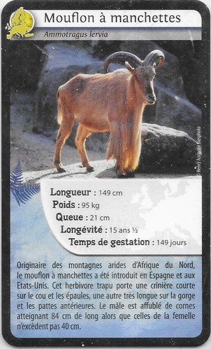 Carte bioviva mouflon - mouflon, à
