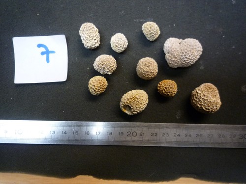 Coraux corail stylocaenia - -,