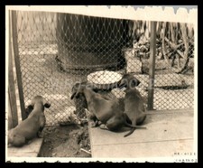 Photo, exposition canine