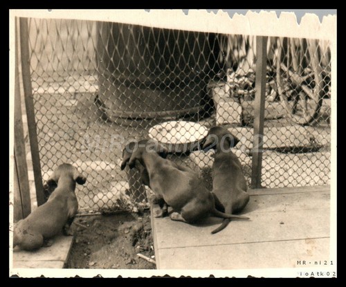 Photo exposition canine - photo,,