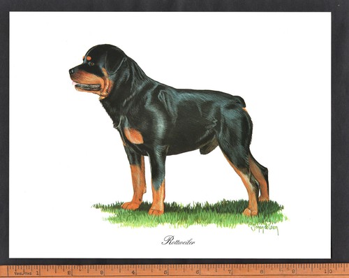 Rottweiler dog stunning - dog, 10