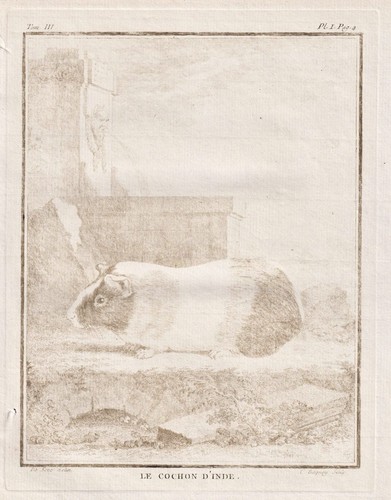 Cochon inde cavy cobaye - cochon,