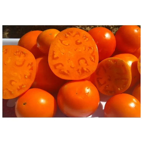 Graines tomates semences - 30,