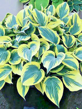 20 BEN VERNOOY HOSTA SEEEDS - Hosta 'Ben Vernooy'