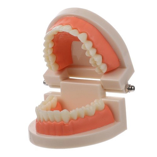 Modèle dentier standard - dentier,
