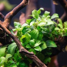 Anubias Nana Petite Water Plant -  Easy Live Aquarium Pond Aquatic Plant