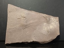 Trace De Pas Autunien Rouge De