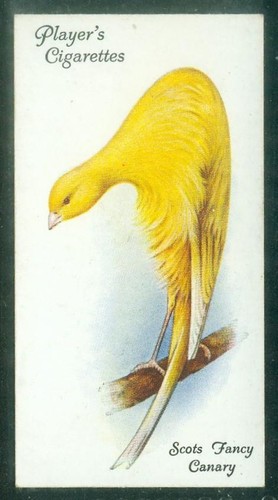 Bird card 011 1933 player - card,,