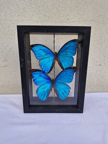 Papillon bleu morpho - papillon,