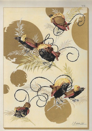Oiseaux paradis - de,