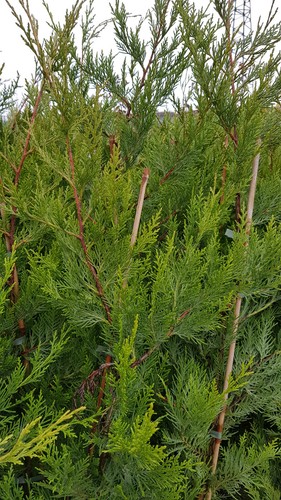 Cupressocyparis leylandii - x,