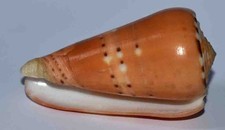 SEA SHELL - COQUILLAGES -