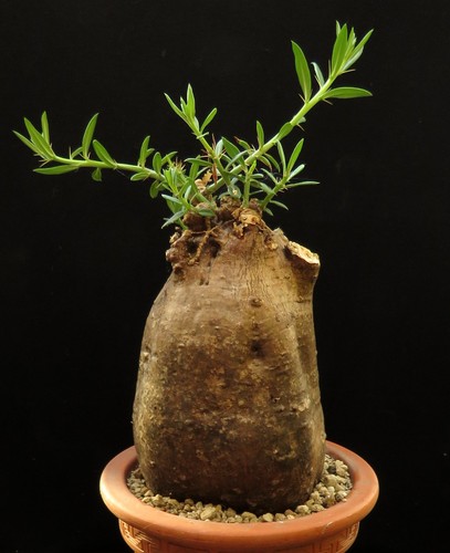 Pachypodium bispinosum