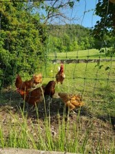 12 Œufs fécondés Poule Fermière Rousse Pondeuse