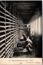 MADAGASCAR - le drying des pousses de vanilla.