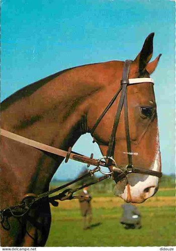 Postcard animals horses - postcard,