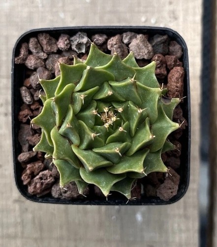 Obregoni denegrii cactus - obregoni,
