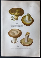 1891 - Planche couleur