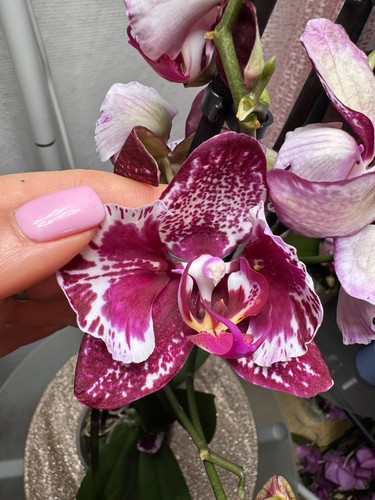 Phalaenopsis orchid education - phalaenopsis,