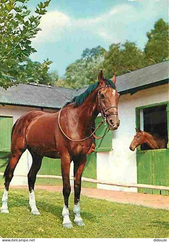 Carte postale animaux - carte,