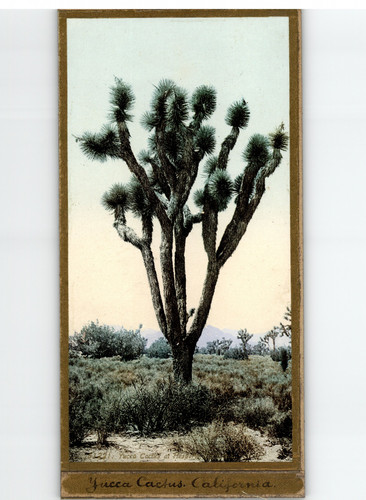 California yucca cactus - california.,