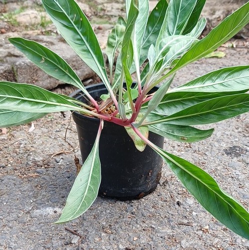 Onagre missouri plante - onagre, /